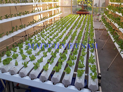 cay thuy canh bang khop noi va ong